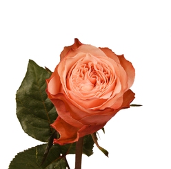 Роза пионовидная Kahala