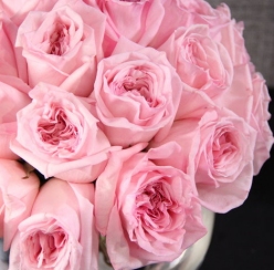 Пионовидная роза O’Hara Pink